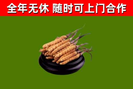邱市烟酒回收冬虫夏草.jpg